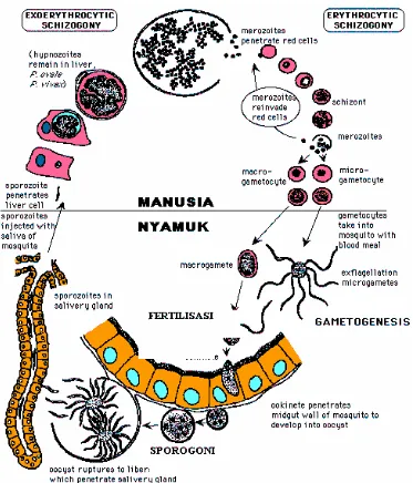 Gambar 1. Daur hidup parasit malaria pada tubuh nyamuk dan manusia,  sesuai dengan skizogoni exo-eritrositik 