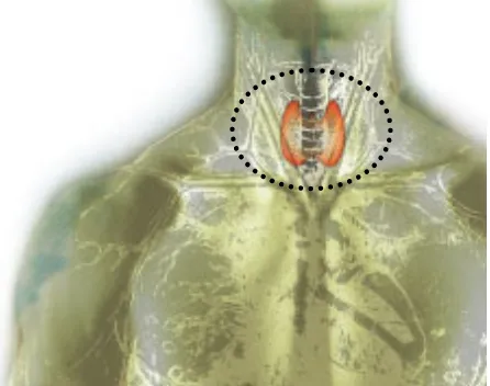 Gambar 1. Tempat keberadaan kelenjar tiroid manusia di sekitar leher. 