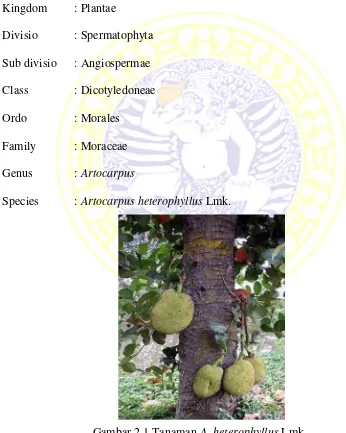 Gambar 2.1 Tanaman A. heterophyllus Lmk.(Elevitch dan Manner, 2006)