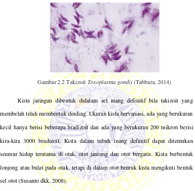 Gambar 2.2 Takizoit Toxoplasma gondii (Tabbara, 2014)