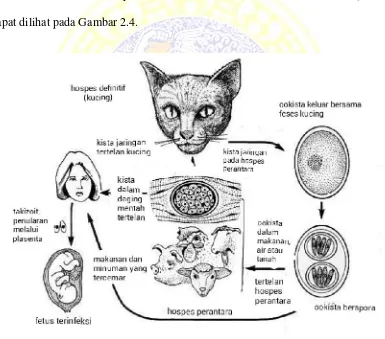 Gambar 2.4 Siklus hidup Toxoplasma gondi (Dubey, 2010)