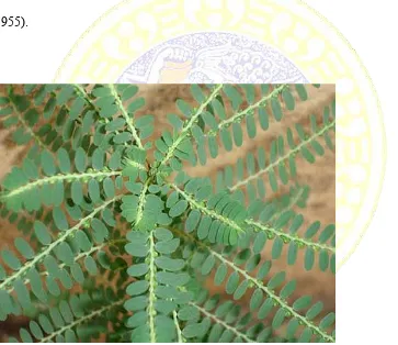 Figure 2.1 Meniran Plant (Phyllanthus Fraternus) (Oudhia, 2008) 