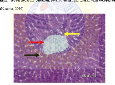 Gambar 2.3 Histologi hepar normal. (1) Tanda panah hitam menunjukkan sinusoid, (2) Tanda panah merah menunjukkan vena sentralis, (3) Tanda panah kuning menunjukkan sel hepatosit (Rahardhian dkk., 2014) 