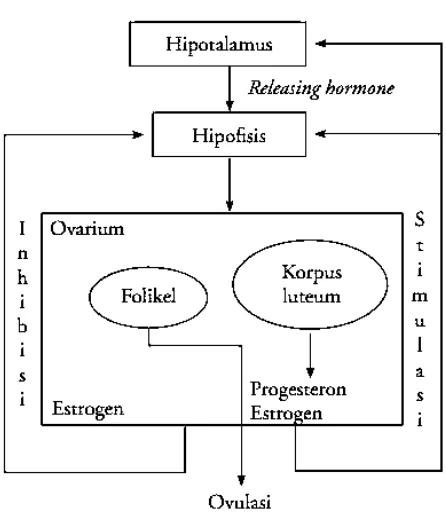 Gambar 2.1 Aksis Hipotalamus-Hipofisis-Gonadotropin 