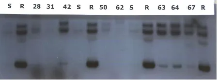 Fig. 1 shows the results of electrophoresis of 8 PCR-