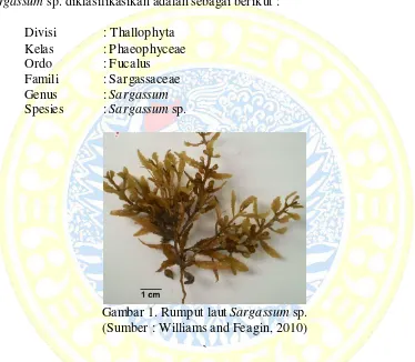 Gambar 1. Rumput laut  Sargassum sp. 