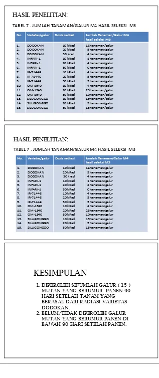 TABEL 7 . JUMLAH TANAMAN/GALUR M4 HASIL SELEKSI  M3   