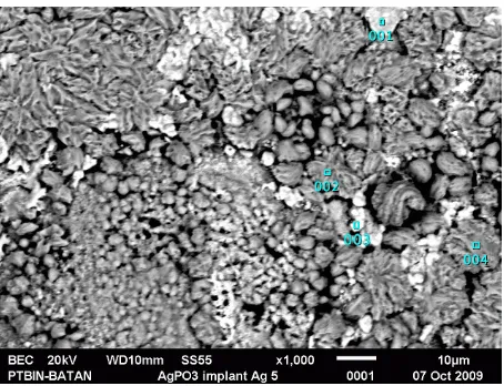 Figure 6:  Microstructural of electrolyte AgPO3 after implantation of Ag+ ion at dose 1.34  ×1017  ions/cm2 