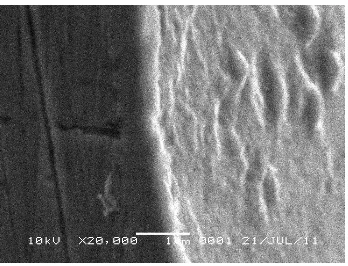 Gambar 1. Mikrograf SEM dari tampang-lintang cuplikan SS 316L setelah dinitridasi ion pada suhu 350 oC, tekanan gas nitrogen optimum 1,8 mbar dan waktu nitridasi optimum 3 jam