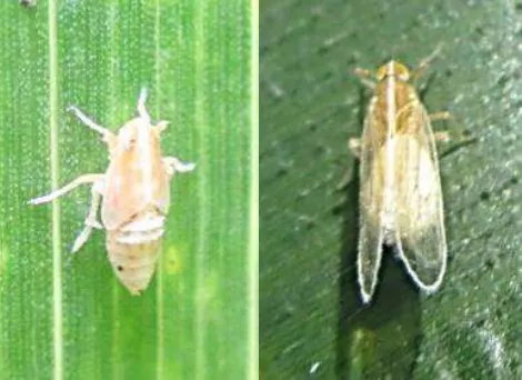 Figure 1. found in West Sumatra, Indonesia (Stenocranus pacificus, the corn planthopper that was left: nymph, right: adult - female) 