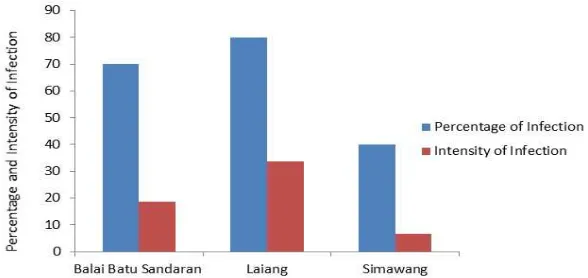Fig. 4  The percentage and the infection intensity of AMF at three locations of citronella plants in West Sumatra  