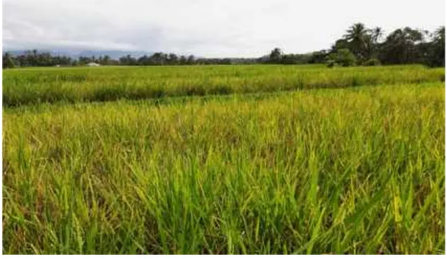 Gambar 1. Lahan padi yang terserang Virus Tungro di Lintau, Tanah Datar sebagaitempat pengambilan sumber inokulum