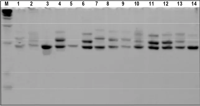 Figure 1. Electroferogram of genomic Holes Mutiara, 2 = IV Nagari, 3 = Lubuk Basung, 4 = Kinali, 5 = Lengayang, 6 = Koto VII, 7 = X Koto Singkarak, 8 = Rambatan, 9 = Sitiung, 10 = Koto Baru, 11 = are N