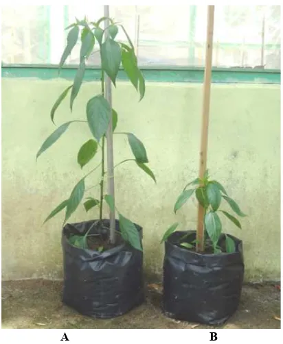 Gambar 2. Pertumbuhan tanaman cabai: A. Tanaman cabai yang diintroduksi konsorsium bakteri endofit, B