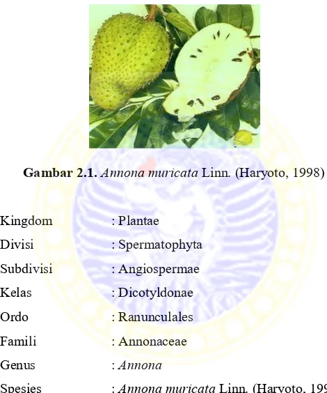 Gambar 2.1. Annona muricata Linn. (Haryoto, 1998) 