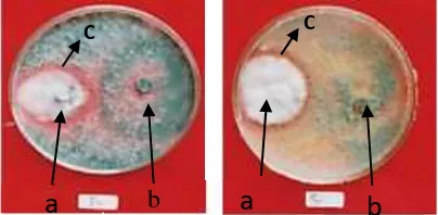 Gambar 4. Pembentukan zona bening pada pertemuan koloni jamurTrichoderma dengan jamur Fusarium  oxysporum f