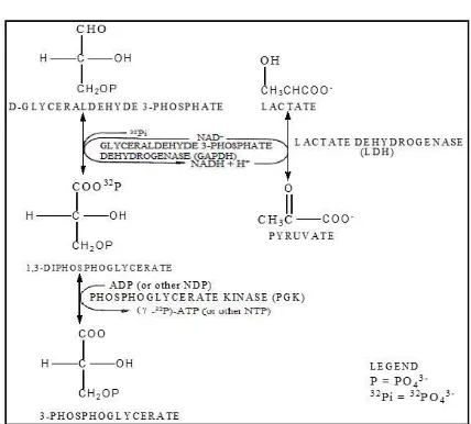Gambar 1. Reaksi enzimatis sintesis ADP 