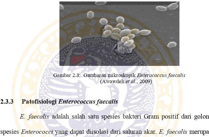 Gambar 2.3:  Gambaran mikroskopik Enterococcus faecalis 