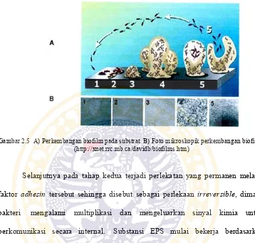 Gambar 2.5  A) Perkembangan biofilm pada substrat. B) Foto mikroskopik perkembangan biofilm