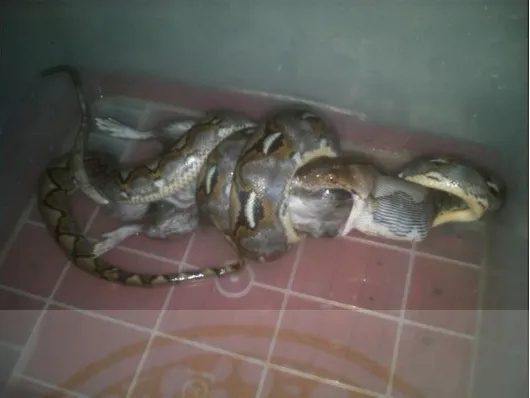 Gambar 2.4 Perilaku membelit pada pola makan ular sanca batik (dokumentasi 