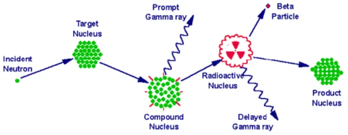 Gambar 1: Diagram ilustrasi dari proses penangkapan neutron oleh inti sasaran dengan emisi sinar gamma 6]  