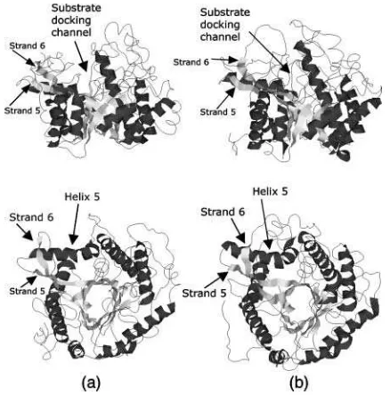 FIGURE 2Schematic drawings of the (lower row, top view. Strands and helices of the barrel are shown as lightfromba)8 barrel folded structure ofb-glycosidase from Sulfolobus solfataricus (Ssbgly) (a) and b-glucosidase Trifolium repens (white clover) (Cbglu)