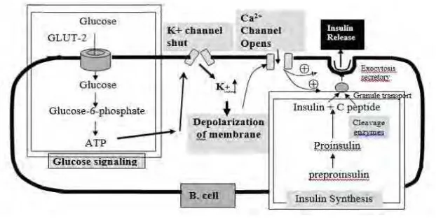 Gambar 2.1 Mekanisme sekresi insulin (Manaf, 2011) 