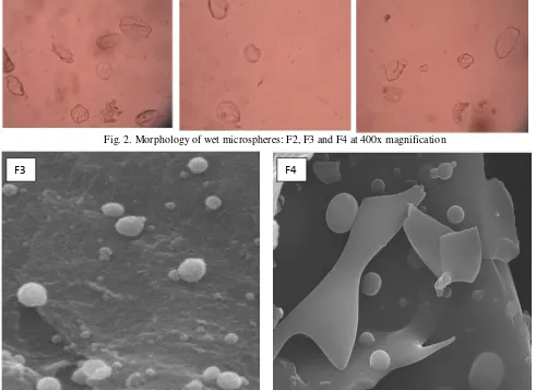 Fig. 2. Morphology of wet microspheres: F2, F3 and F4 at 400x magnification 
