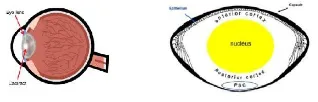 Gambar 1. Lokasi lensa pada mata (kiri) dan 