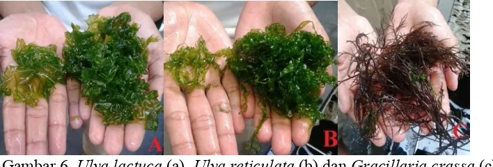 Gambar 6. Ulva lactuca (a), Ulva reticulata (b) dan Gracillaria crassa (c)