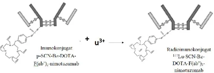 Gambar 3. Kromatogram fraksi F(ab’)2-nimotuzumab setelah dimurnikan.