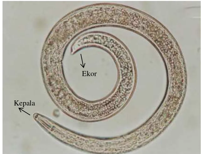 Gambar  6  Helicotylenchus yang ditemukan pada sampel akar tanaman padi 