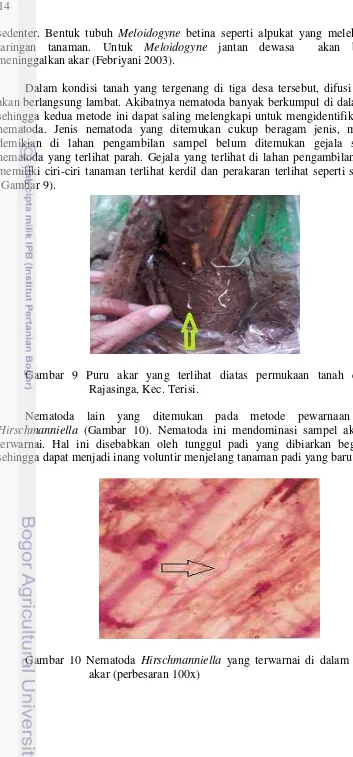 Gambar 9 Puru akar yang terlihat diatas permukaan tanah di Desa  