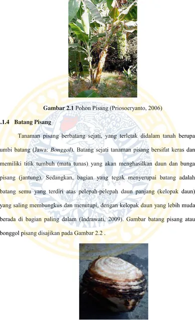 Gambar 2.1 Pohon Pisang (Priosoeryanto, 2006) 