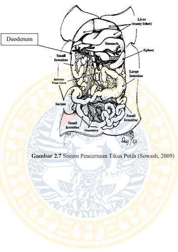 Gambar 2.7 Sistem Pencernaan Tikus Putih (Sowash, 2009) 