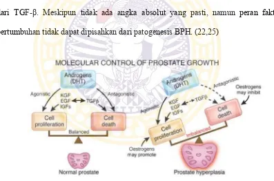 Gambar 2.2. Keseimbangan antara faktor stimulasi dan inhibitor pertumbuhan yang terlibat  