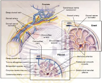 Gambar 2.4. Anatomi dan mekanisme ereksi penis.       Saraf kavernosum (autonomik), berjalan di bebas melalui pleksus vena subtunika