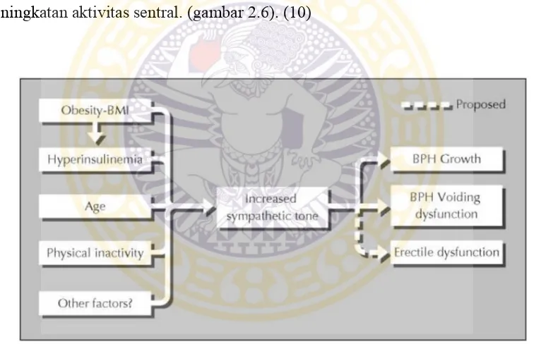 Gambar 2.6. Teori hiperaktivitas autonomik dan hubungannya dengan LUTS, BPH dan DE. BMI: indeks massa tubuh (10)    