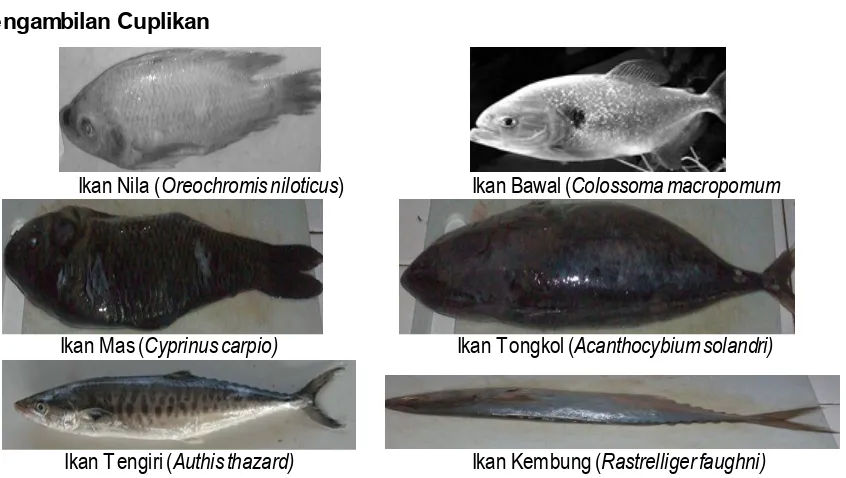 Gambar 1. Jenis-jenis ikan yang diteliti 