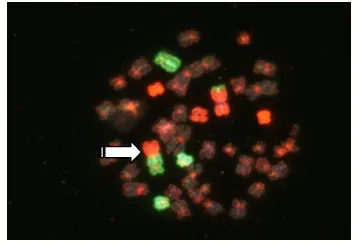 Gambar 1. Aberasi kromosom disentrik (panah) akibat paparan radiasi pengion 2 Gy. 