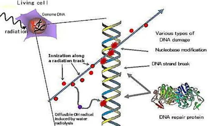 Gambar 1. Interaksi radiasi dengan sel hidup dari suatu organisme yang menghasilkan berbagai jenis kerusakan DNA,  modifikasi nukleotida dan patahan (breaks)