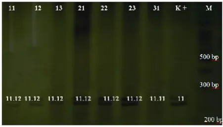 Fig. 2 shows the emergence of the tape/band between295-327 bp that CSF1PO locus primer pairs used arespecific, only attaches to the expected position