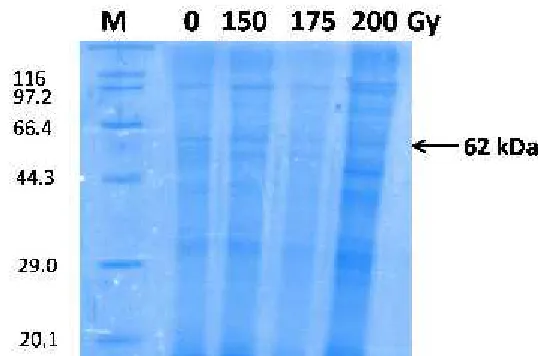 Gambar 5. Profil protein sporozoit P. berghei iradiasi (BM 62 kDa) dengan SDS-PAGE.