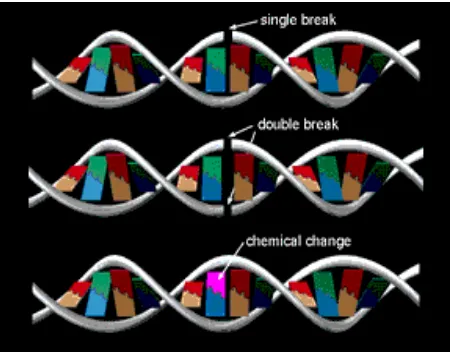 Gambar 1. Tiga kerusakan atau patahan (breaks) yang dapat terjadi pada DNA yaitu patahan tunggal, rangkap dan perubahan kimia atau mutasi