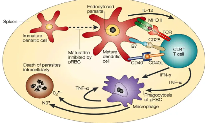 Gambar 2. Mekanisme kerja TNF-α IFN-gamma untuk sistem respon imun.