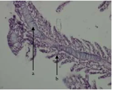 Fig. 3. Gill section from control Chanos chanos showing epithelial cells (a), secondary lamellae (b), and primary lamellae (c)