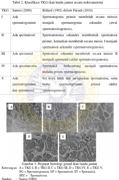 Tabel 2. Klasifikasi TKG ikan lundu jantan secara mikroanatomi 