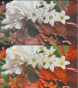 Figure 1.5. Press a button and turn a control wheel or access amenu option to instantly change the color saturation of theseflowers from blah (top) to vivid (bottom).