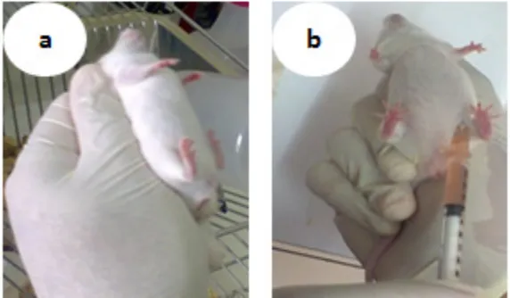 Figure 1. P. berghei breeding process, (a) mice holding tehcnique; (b) intraperitonelly injection of P