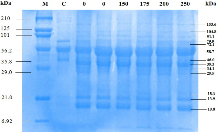 Figure 6. Profile protein after irradiation at the low dose doses (380 Gy/hour) before injected into mouse; M = marker; C = negative control; 0 = positive control; 150-250 = dose of 150-250 Gy